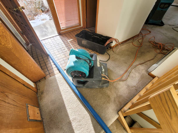 Best Mold removal after water damage  in Wesleyville, PA